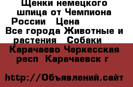 Щенки немецкого шпица от Чемпиона России › Цена ­ 50 000 - Все города Животные и растения » Собаки   . Карачаево-Черкесская респ.,Карачаевск г.